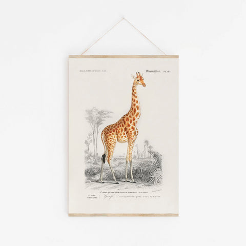 Stefan Papir - Plakat A3 Giraff - Norway Designs