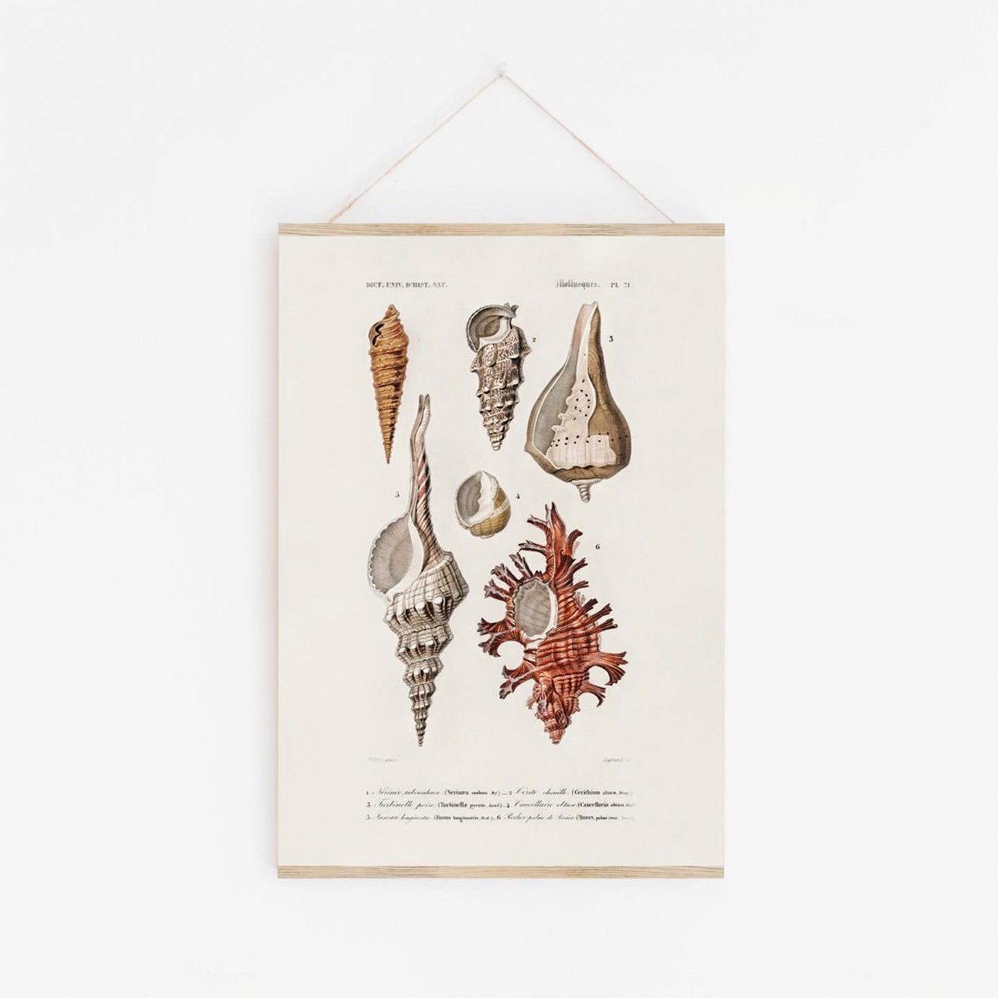 Plakat A3 Skjell 3 Norway Designs plakat-a3-skjell-3-norway-designs