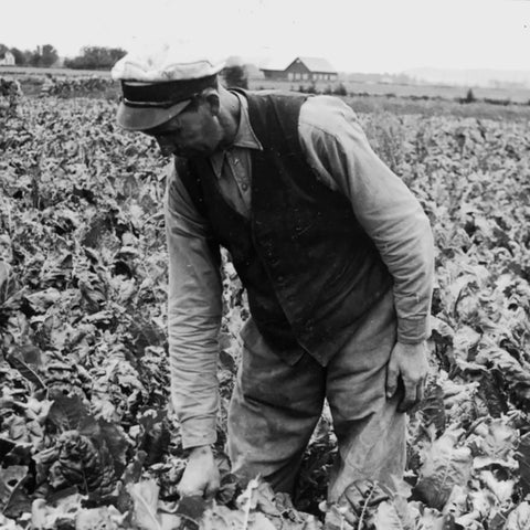 LA-Bruket-Duftlys No 316 Sweet Tobak 260g-Norway Designs