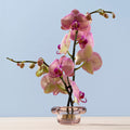 Nedre Foss Sirkel Telysholder 10x5cm Primrose Pink 