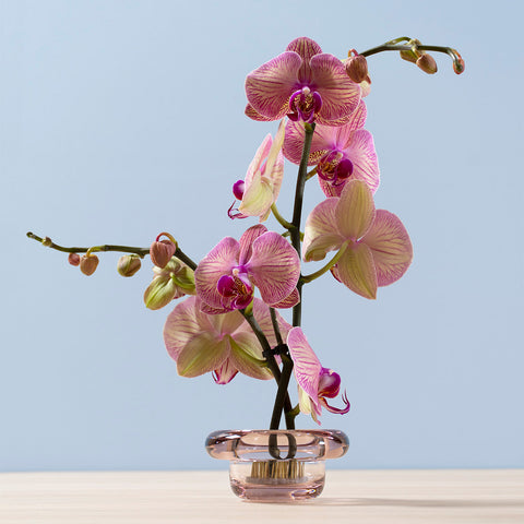 Nedre Foss Sirkel Telysholder 10x5cm Primrose Pink 