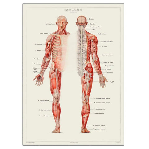 Poster & Frame - Plakat Plakat 70x100cm Human Anatomy - Norway Designs