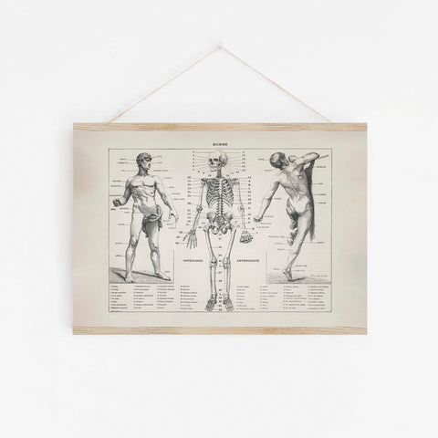 Stefan Papir - Plakat A3 Anatomi - Norway Designs